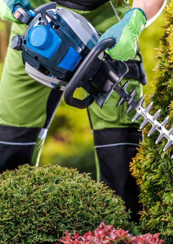 Jakie nożyce do żywopłotu będą najlepsze? Poradnik